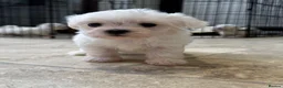 Maltese dogs for sale: Maltese Puppies - Advert 1