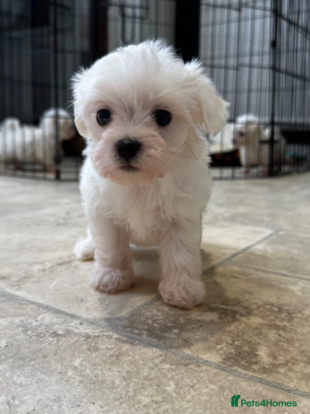 Maltese dogs for sale: Maltese Puppies - Advert 1