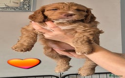 Cockapoo dogs for sale: F1 Cockapoo X Working Cocker Spaniel  - Image 5