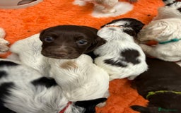 Cocker Spaniel dogs for sale: Working cocker spainel puppies  - Advert 28