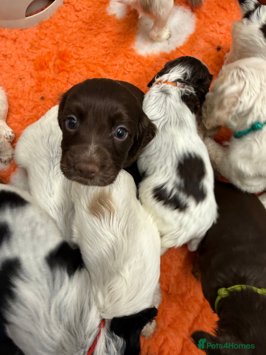 Cocker Spaniel dogs for sale: Working cocker spainel puppies  - Advert 28