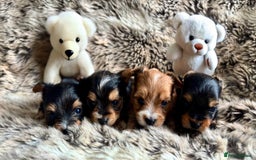 Yorkshire Terrier dogs for sale: Miniature pedigree Yorkshire Terrier  - Image 1