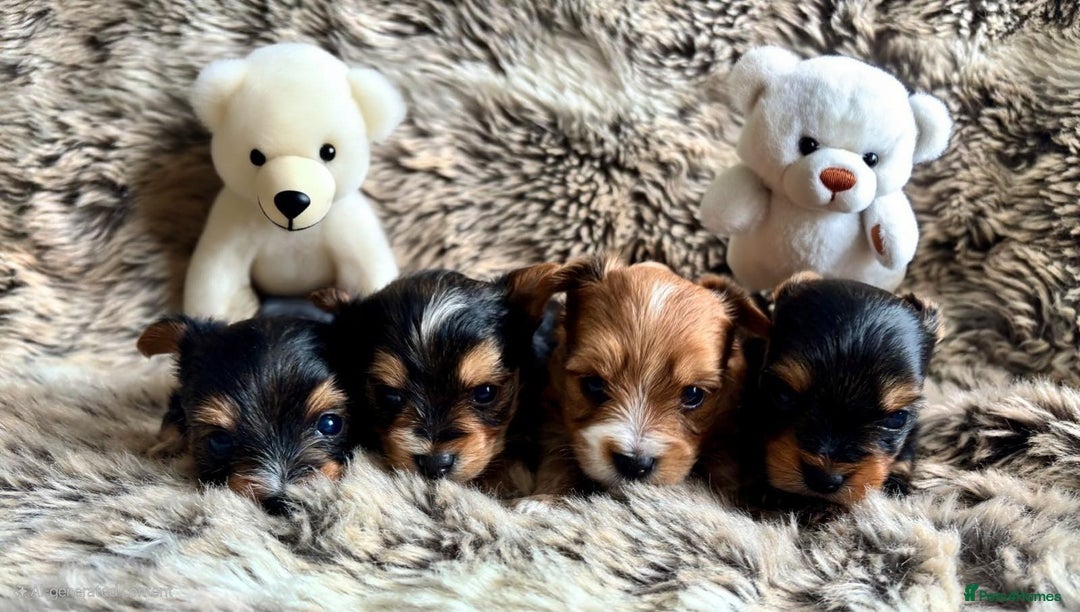 Yorkshire Terrier dogs for sale: Miniature pedigree Yorkshire Terrier  - Image 1