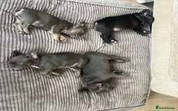 French Bulldog dogs for sale: 4 A* French Bulldog puppies in Blackburn - Image 10