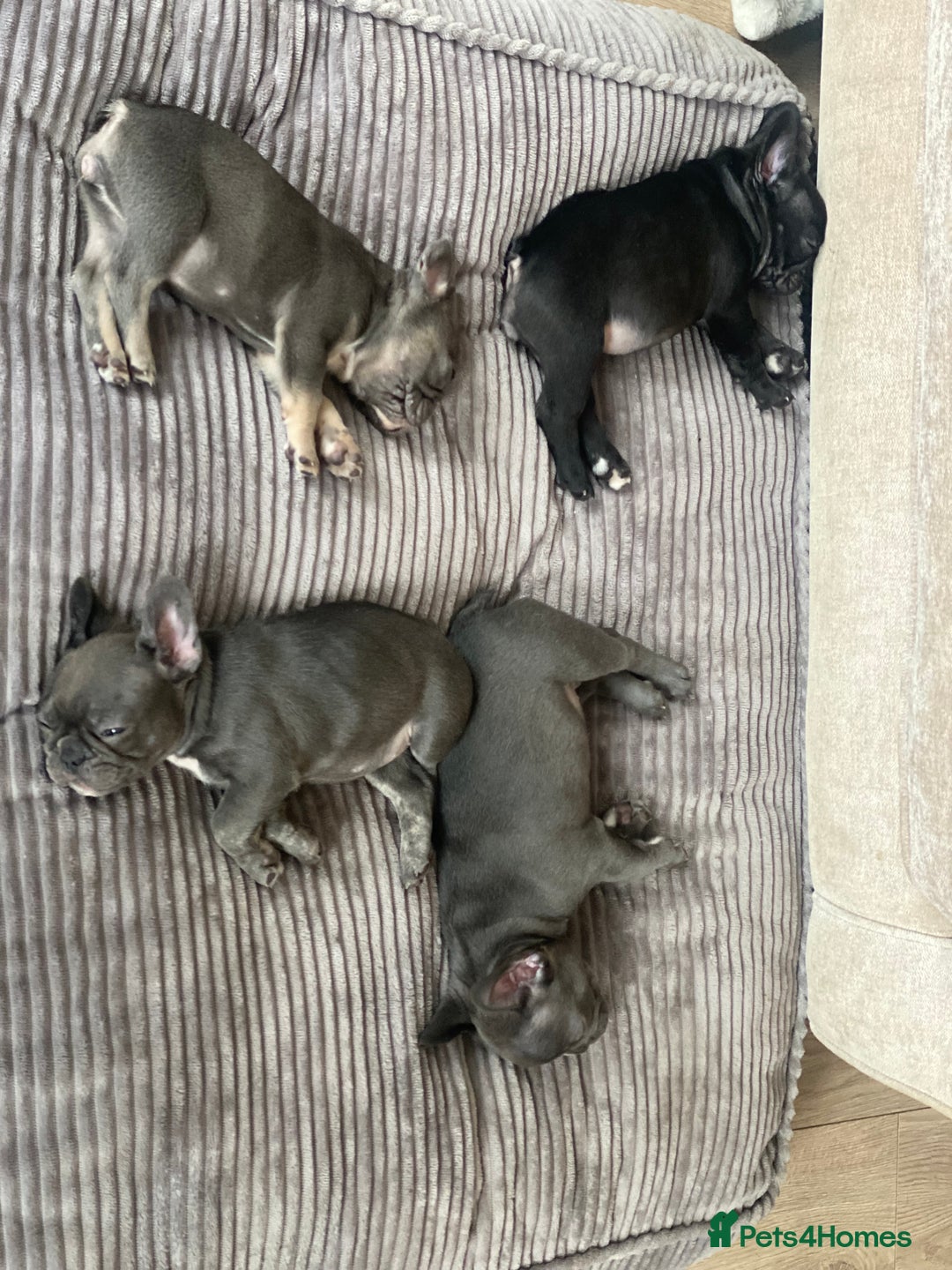 French Bulldog dogs for sale: 4 A* French Bulldog puppies in Blackburn - Image 10