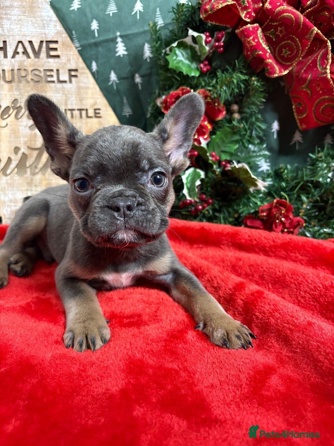 French Bulldog dogs for sale: French Bulldog Gorgeous Colours Available - Advert 7