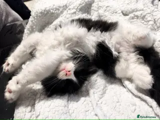 Mixed Breed cats Long and short hair kittens available now - Advert 11