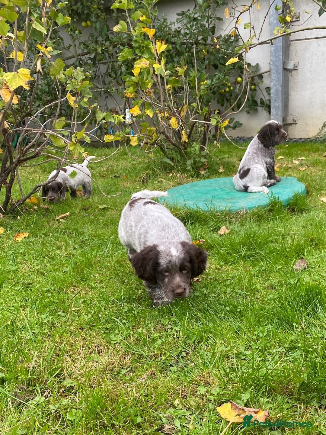 Cocker Spaniel dogs for sale: Beautiful cocker puppies - Image 27