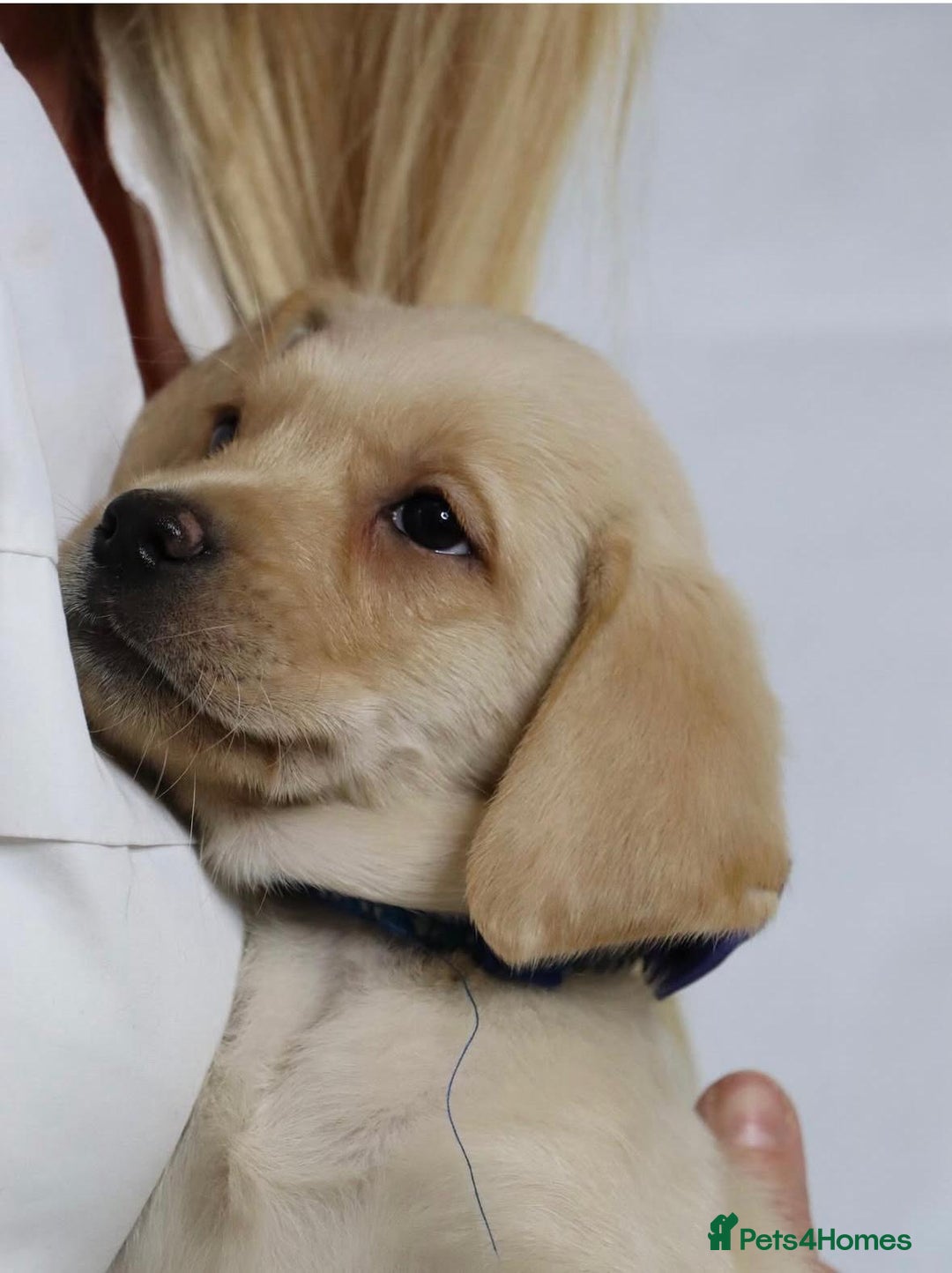 Labrador Retriever dogs for sale: Labrador puppies  - Image 2