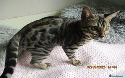 Bengal cats for sale: pedigree male bengals - Image 8