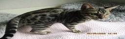 Bengal cats for sale: pedigree male bengals - Advert 5