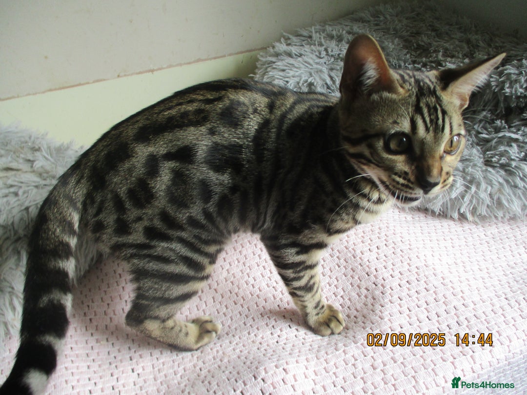 Bengal cats for sale: pedigree male bengals - Image 8