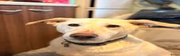 Mixed Breed dogs for sale: Awesome Oliver - Advert 3