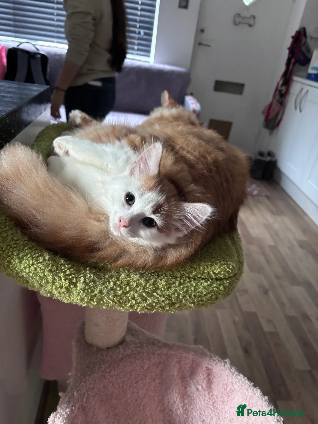 Domestic Shorthair cats for sale: UPDATE 2nd February 1 ginger and white boy left - Advert 37