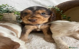 Cocker Spaniel dogs for sale: STUNNING SHOW COCKERS DNA TESTED  - Image 4