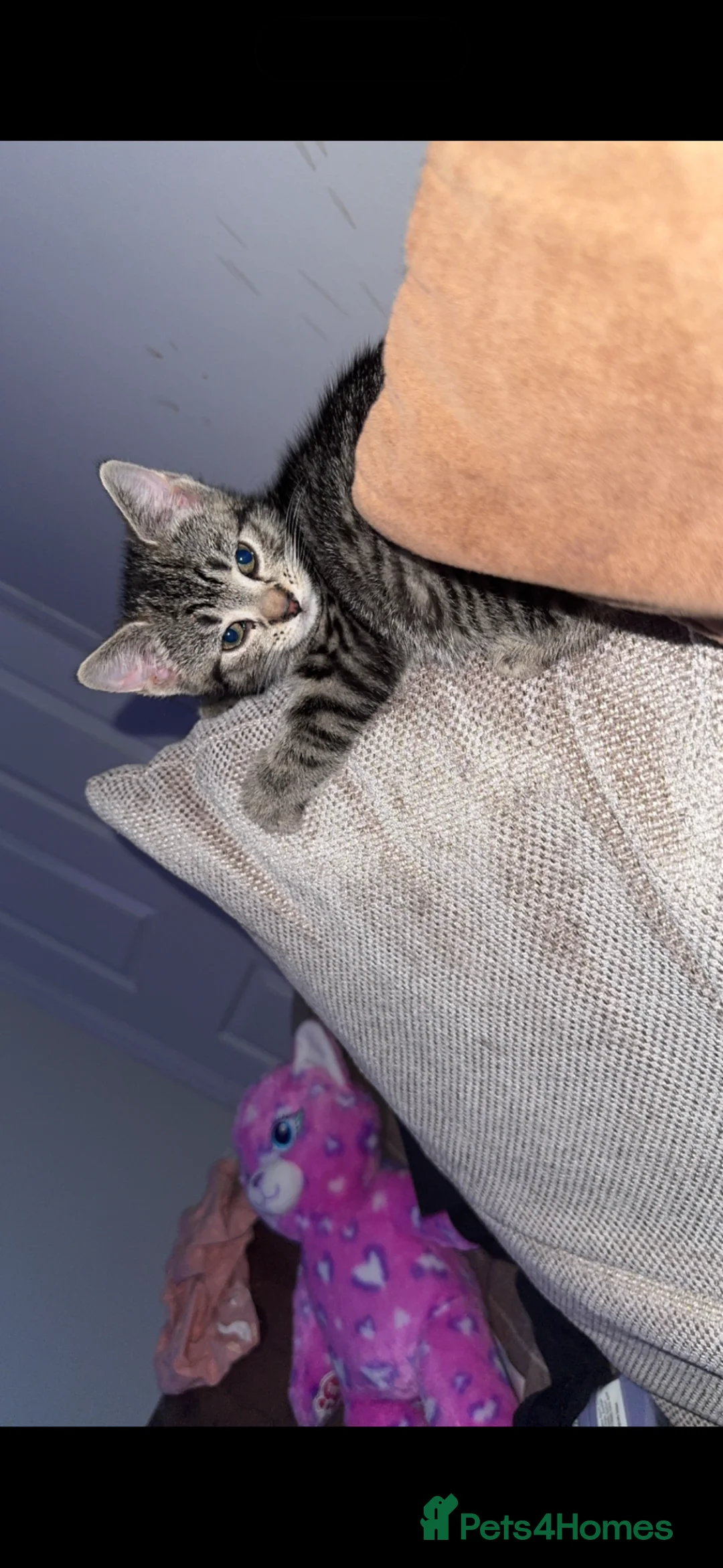 British Shorthair cats for sale: 9 month old female cats avail - Advert 2