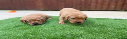 Labrador Retriever dogs for sale: Harleigh & FTCH Jarailstar Hogen of Stauntonvale - Advert 6
