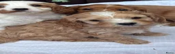 Cavapoo dogs for sale: Beautiful cavapoos  - Advert 16