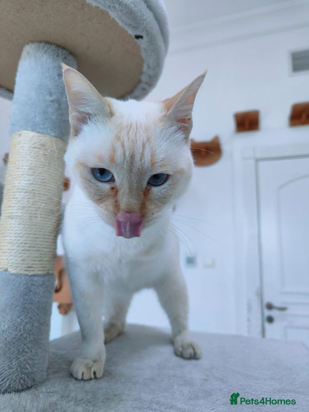 Mixed Breed cats for adoption: [Indoors Only] White Sugar - Lovely Special Boy - Advert 9