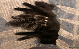 Mixed Breed cats for sale: 1/4 Persian, 1/4 Ragdoll kittens looking for home - Image 2