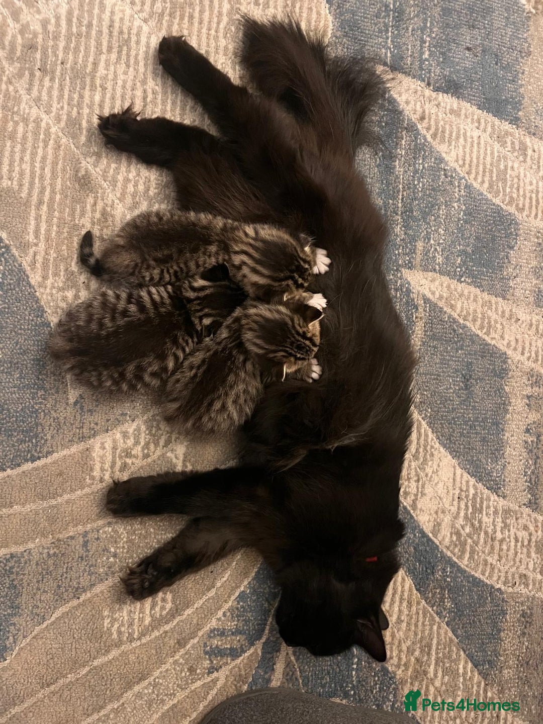 Mixed Breed cats for sale: 1/4 Persian, 1/4 Ragdoll kittens looking for home - Image 2