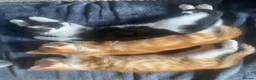 Mixed Breed cats for sale: 3 male kittens - Advert 2