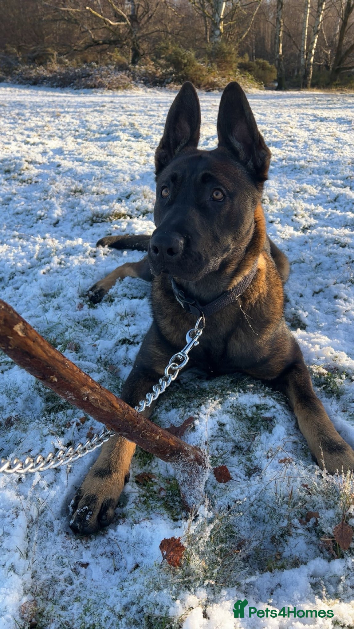 Belgian Shepherd Dog dogs Belgium Shepherd Malinois  - Advert 1