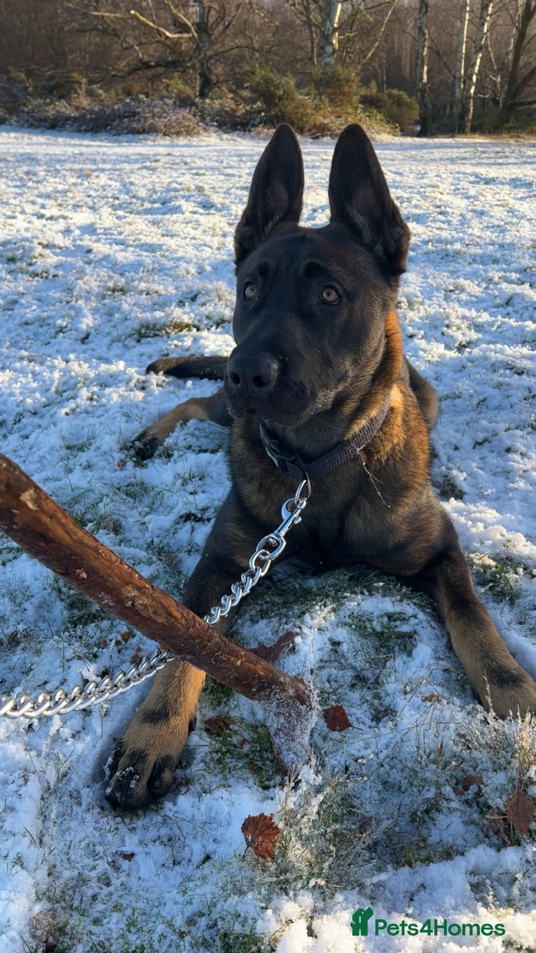 Belgian Shepherd Dog dogs for sale: Belgium Shepherd Malinois  - Advert 1