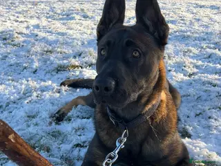 Belgian Shepherd Dog dogs Belgium Shepherd Malinois - Advert 1