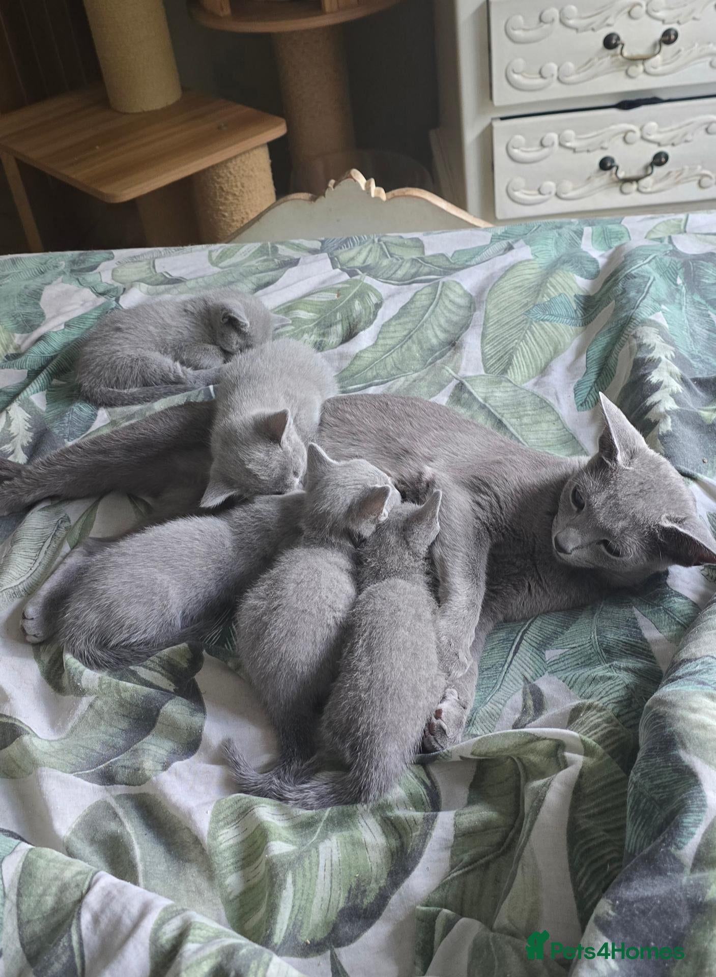 Russian Blue cats Russian Blue kittens Full Pedigree  - Advert 2