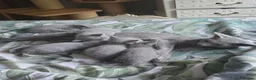 Russian Blue cats for sale: Russian Blue kittens Full Pedigree  - Advert 2