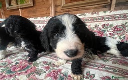Bordoodle dogs for sale: Adorable Bordoodle (collie-poo) pups for sale  - Image 9