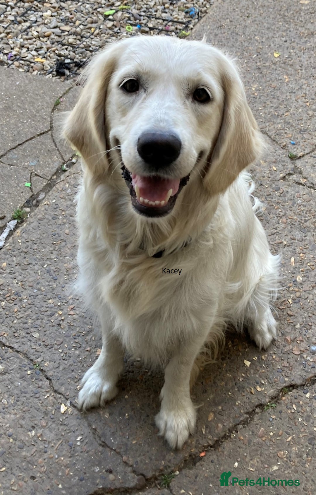 Golden Retriever dogs for sale: Gorgeous Girl looking for her 5 Star Retirement - Image 2