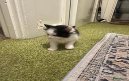 British Longhair cats for sale: Beautiful & playful kittens ready for new home - Image 20