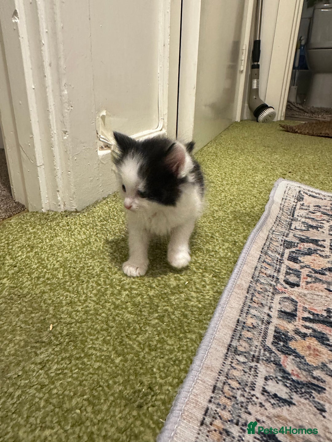 British Longhair cats for sale: Beautiful & playful kittens ready for new home - Image 20
