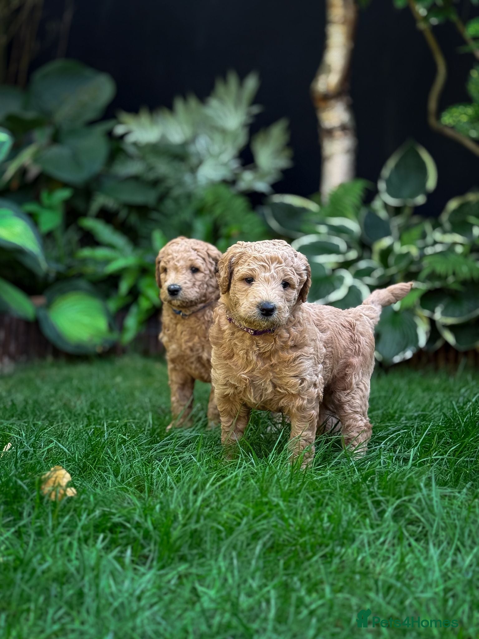 Standard Poodle dogs KC Standard Poodle Beautiful Puppies - Advert 1