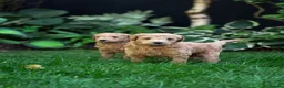 Standard Poodle dogs for sale: KC Standard Poodle Beautiful Puppies - Advert 4