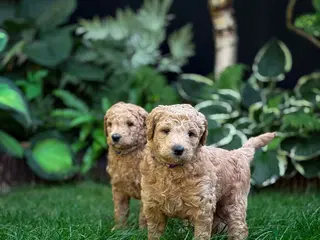 Standard Poodle dogs KC Standard Poodle Beautiful Puppies - Advert 1