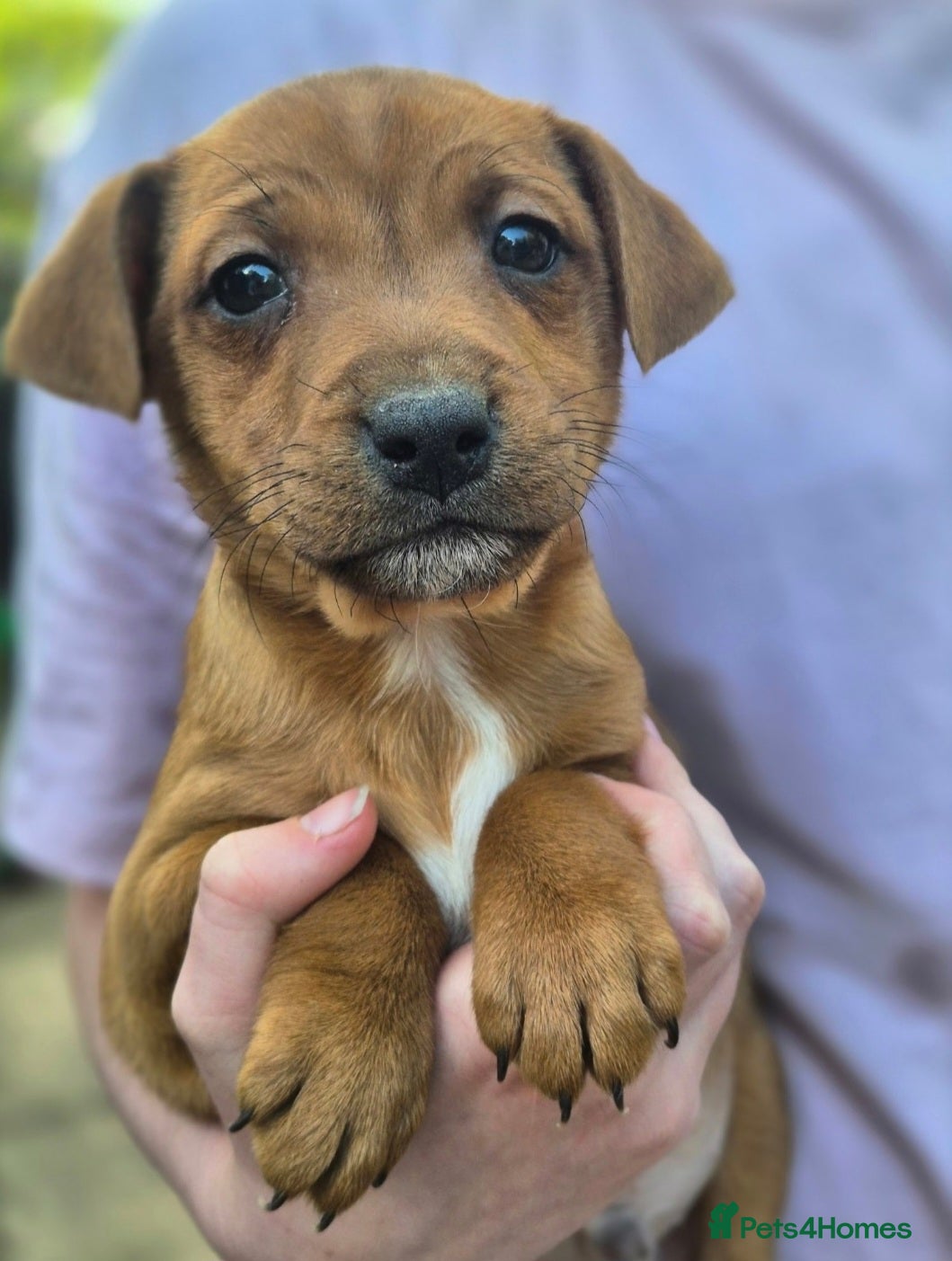 Mixed Breed dogs Border Lakeland X Patterdale terrier  - Advert 1