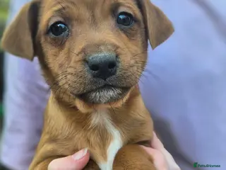 Mixed Breed dogs for sale: Border Lakeland X Patterdale terrier - Advert 2