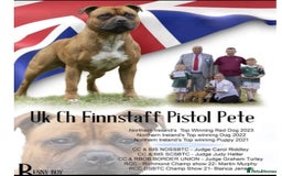 Staffordshire Bull Terrier dogs for sale: BRUNO CH SIRED RED MALE LOOKING FOR A NEW HOME  - Image 2
