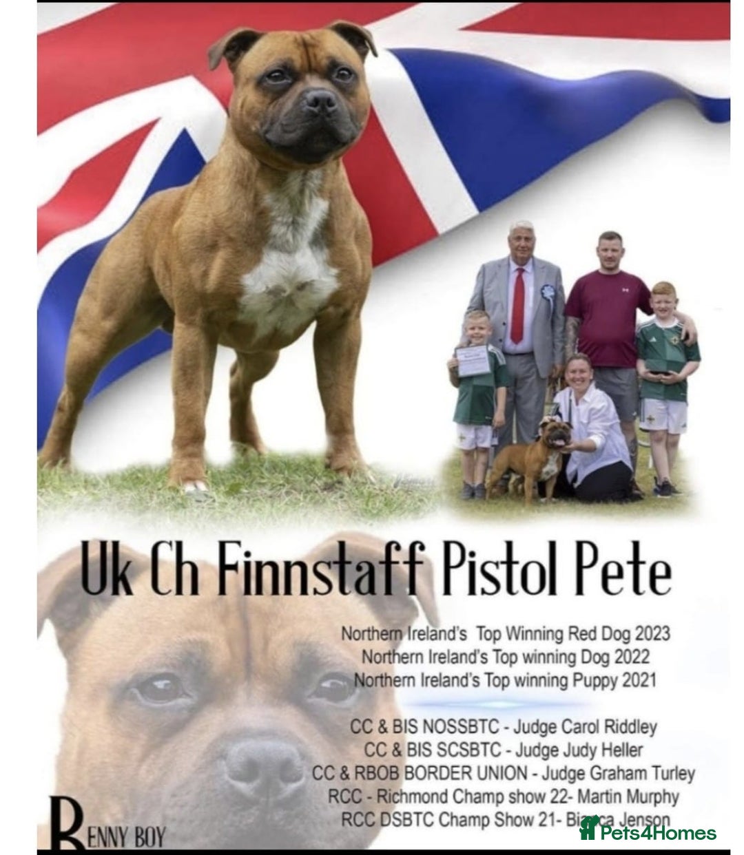 Staffordshire Bull Terrier dogs for sale: BRUNO CH SIRED RED MALE LOOKING FOR A NEW HOME  - Image 2