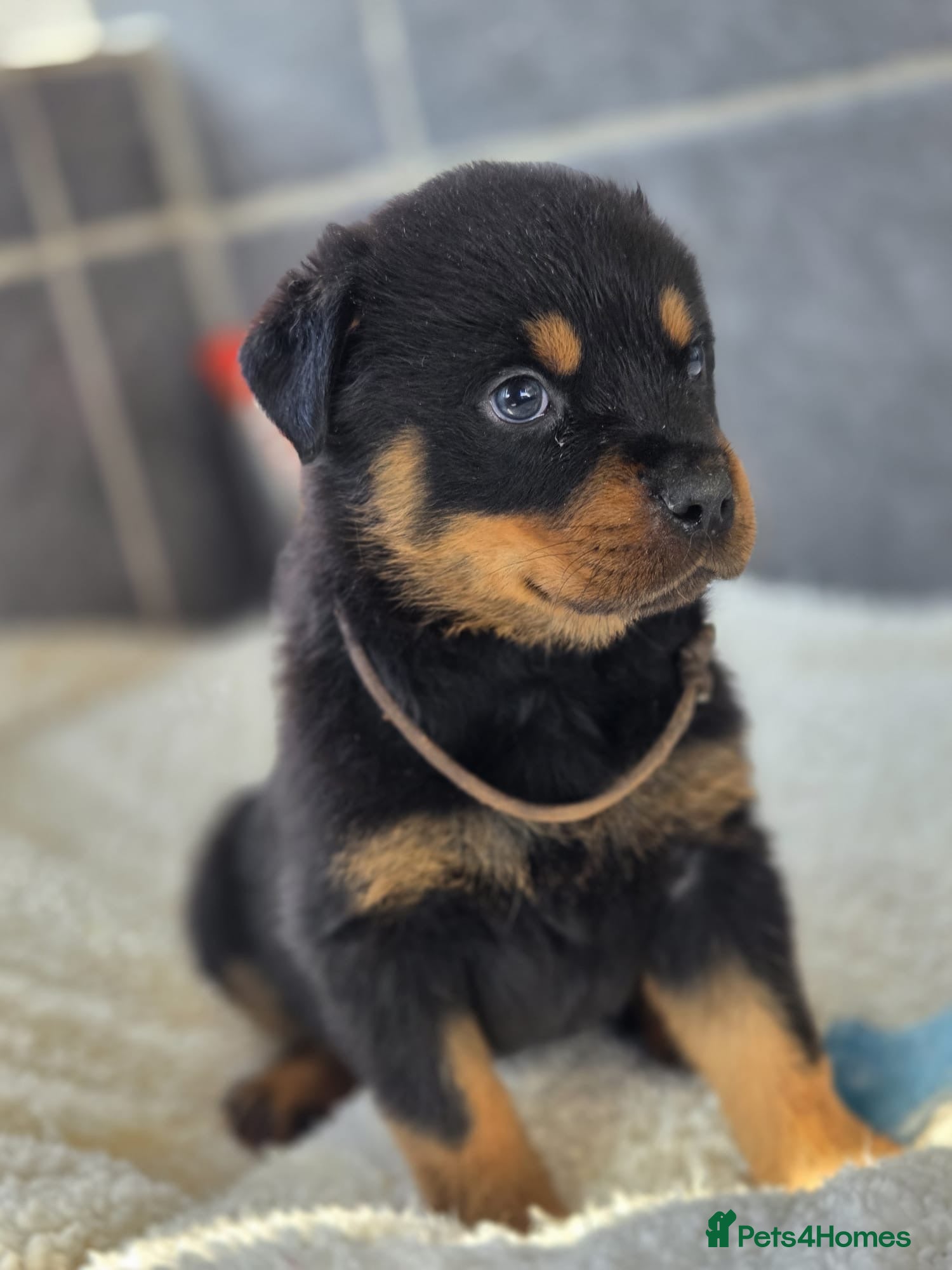 Rottweiler dogs Gorgeous Rottweiler Puppies  - Advert 2