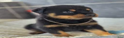 Rottweiler dogs for sale: Gorgeous Rottweiler Puppies  - Advert 1