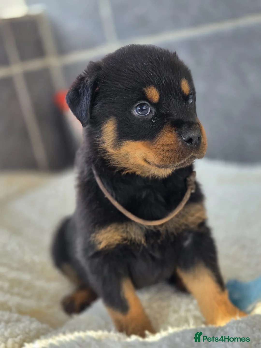 Rottweiler dogs for sale: Gorgeous Rottweiler Puppies  - Advert 1