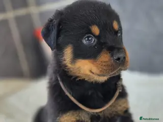 Rottweiler dogs Gorgeous Rottweiler Puppies - Advert 2