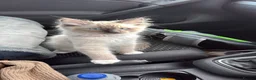 Ragdoll cats for sale: The most special gentle little boy  - Advert 6