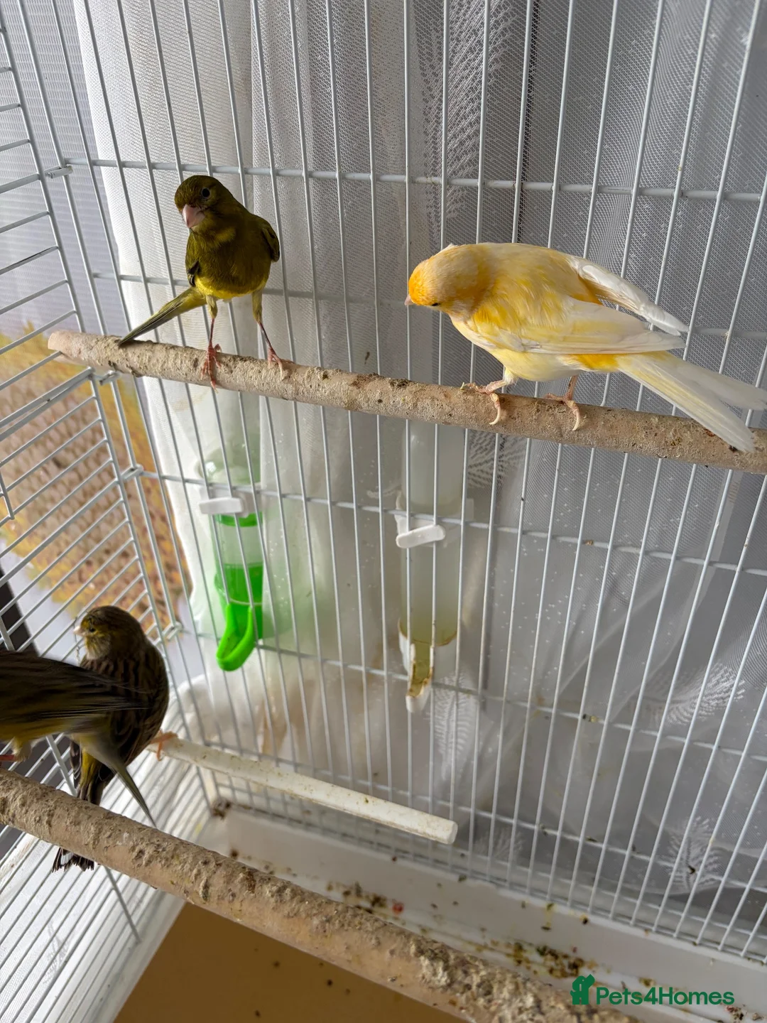 Canaries birds for sale: Canaries - Advert 2