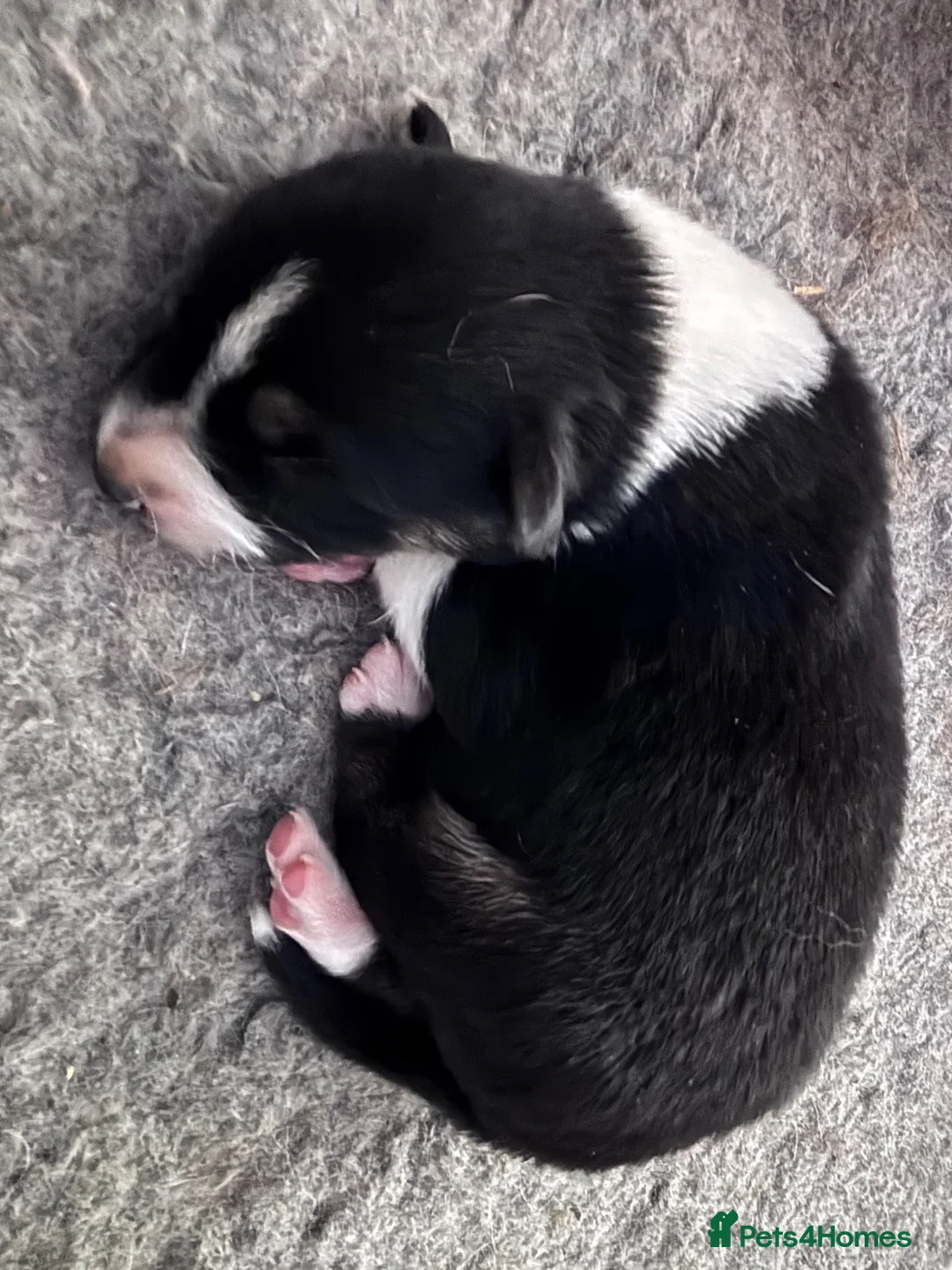 Border Collie dogs for sale: 🐾 Border Collie Puppies – £500 🐾 - Advert 5