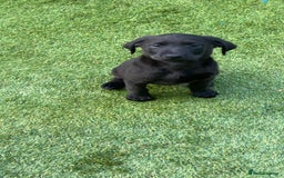 Labrador Retriever dogs for sale: Labrador puppies  - Image 2